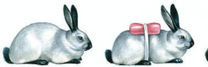 Изменение окраски шерсти кролика. Гималайский кролик модификационная изменчивость. Ненаследственная изменчивость кролики. Горностаевый кролик модификационная изменчивость. Горностаевый кролик изменчивость.